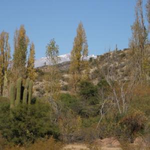 8-contraste-neige-cactus-atomne.jpg